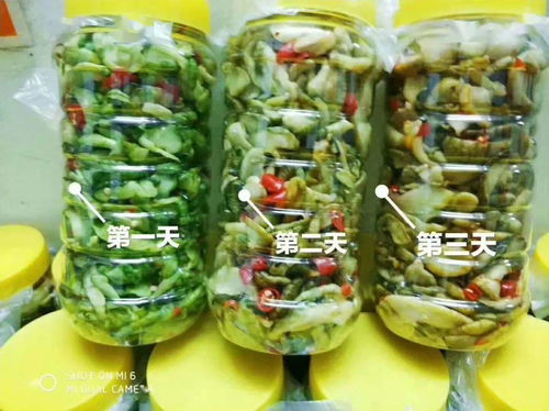 零投資高回報，攜手賀州壽城，共筑地瓜產業新篇章