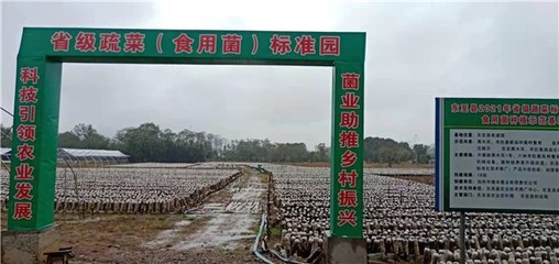 東至縣創建省級蔬菜園 深化初加工，繪就鄉村振興新藍圖