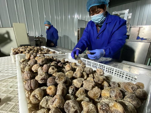 陜西大荔農產品深加工 華麗轉身，身價倍增，20多個新品種走紅春節市場